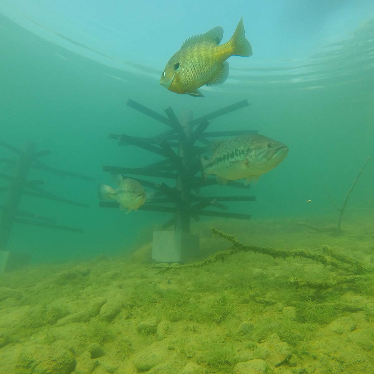Mossback Structures Mimic Natural Features that Attract Fish Mossback Structures Mimic Natural Features that Attract Fish